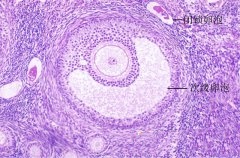 导致排卵不规律的原因有哪些